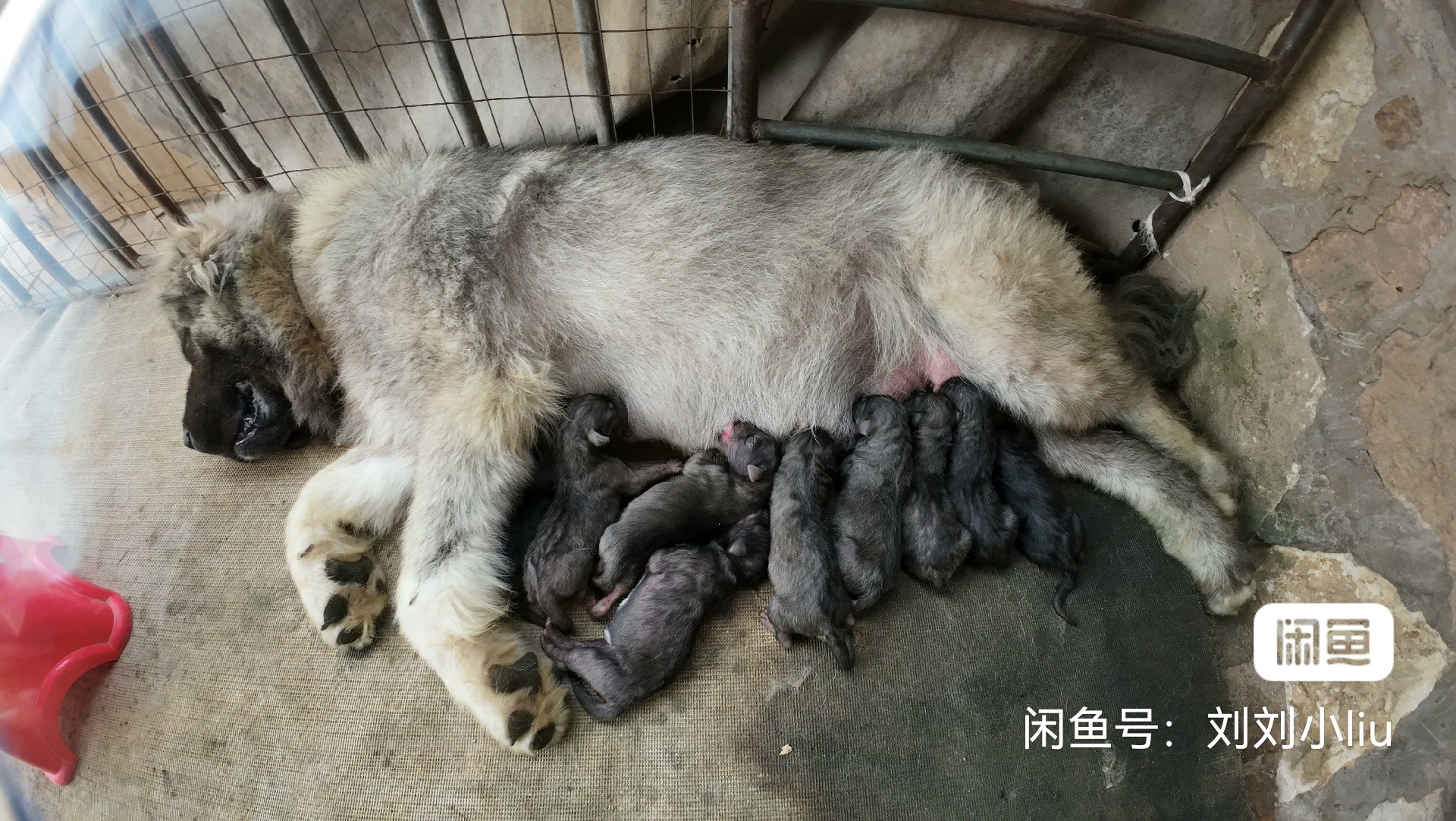 高加索，母系血统